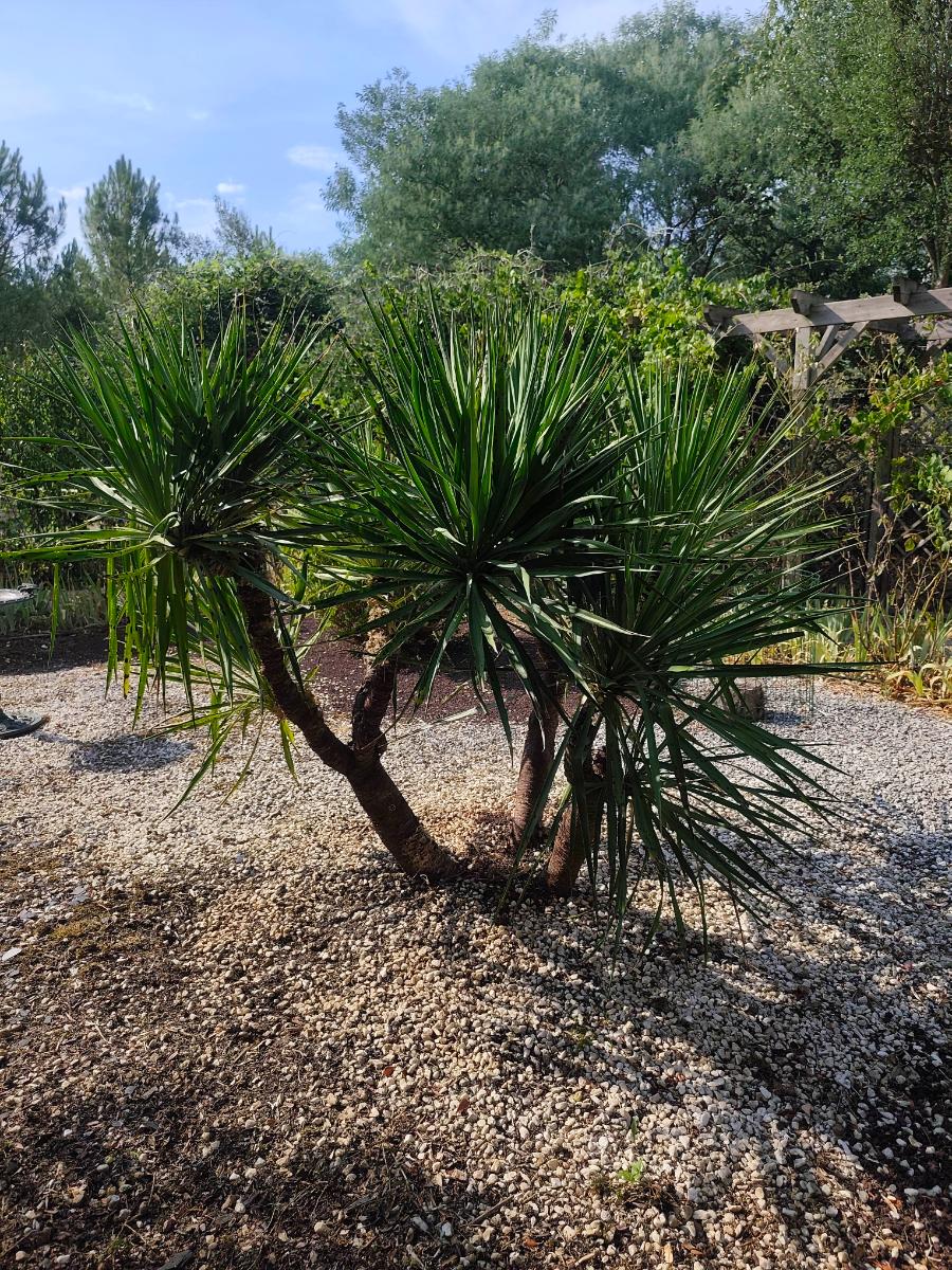 Chantier d'entretien de jardin réalisé par Jardilence, paysagiste du réseau Factotum, près de Fourques-sur-Garonne